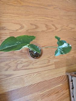 Syngonium albo