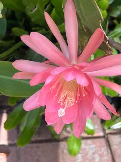 Epiphyllum color salmón.