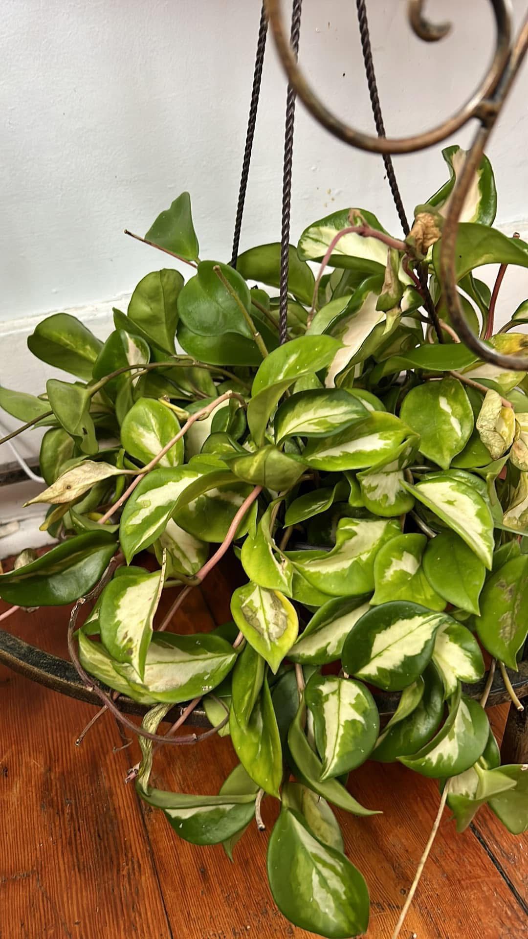 $39 Each Beautiful Hoyas Basket