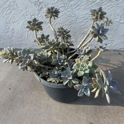 Ghost Plant In 3 Gallon Pot 