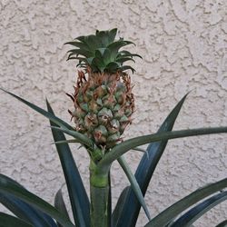 Bromeliad PINEAPPLE 🍍 Plant $30