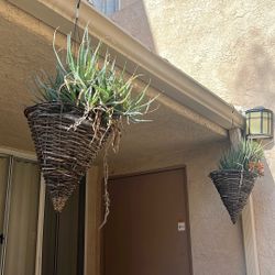 Plants ??  Idk What Species 