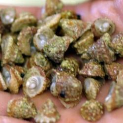 Clean Up Crew: Golden Astrea Snails