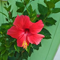 Hibiscus Plant