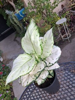 Aglonema SUPER WHITE Plant $25