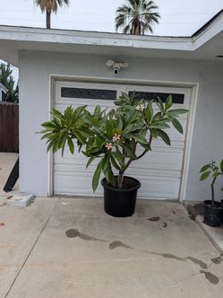 Plumeria