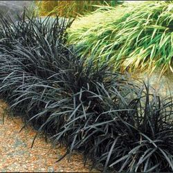 Black Mondo Grass