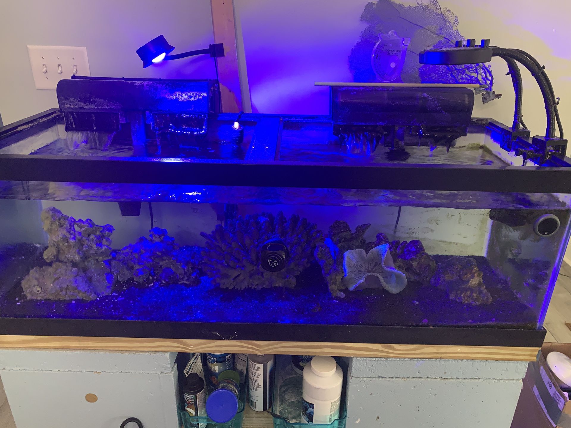 60 Gallons Salt Water Tank- Free Fish, Anemone, Lights, Live Rocks, Pumps and Etc.