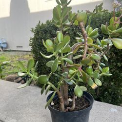 Jade Plant 12” Tall