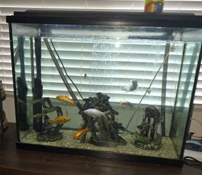 40 Gallon Fish Tank With Canister Filter