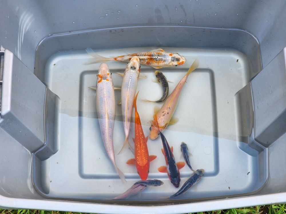 Japanese Koi Fish Lot Of 10 Koi Fish 4-9 Inch Multiple Varieties Butterfly & Standard Fin Pond Fish