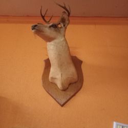 Deer Head