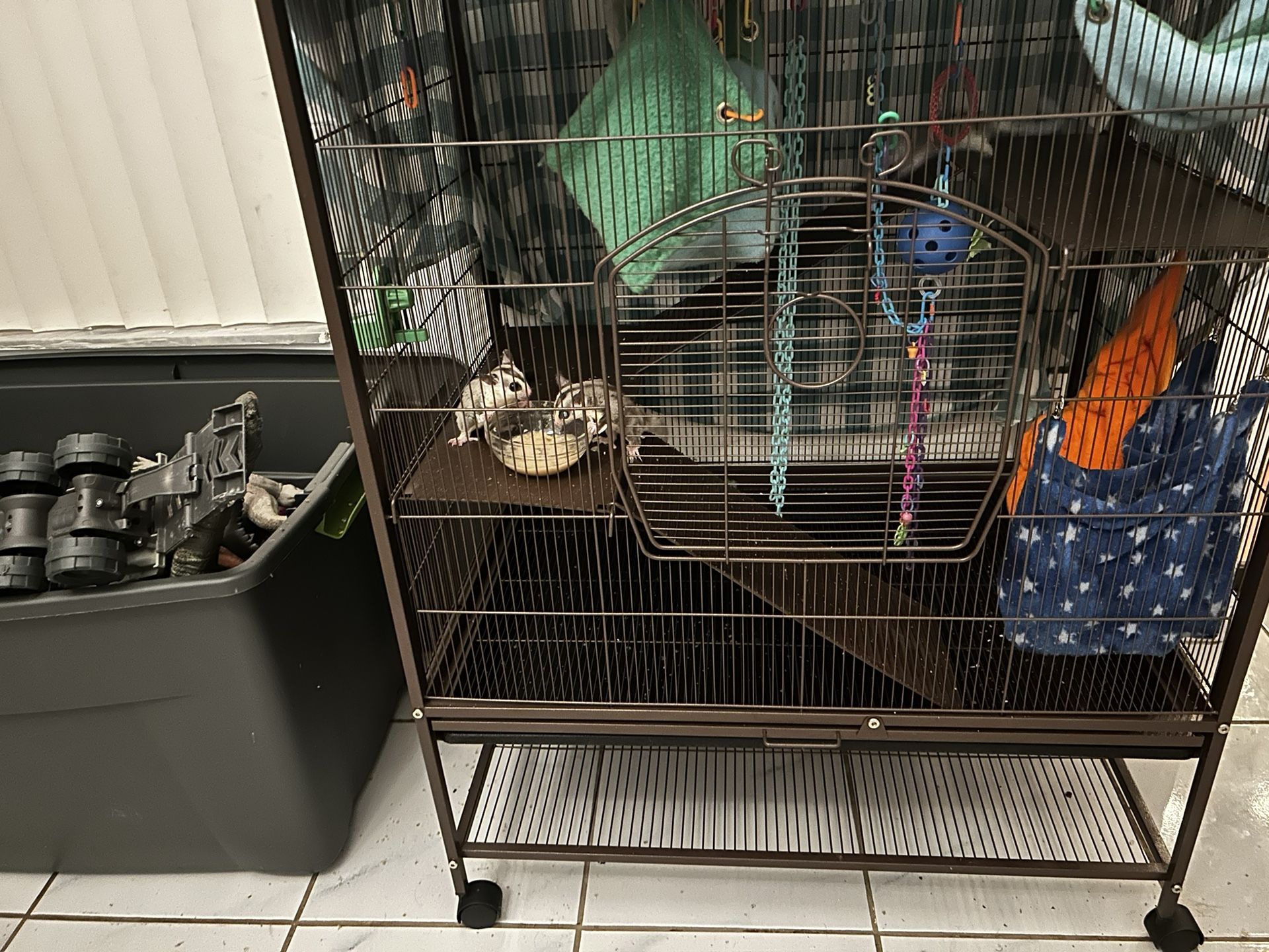 5 Sugar Gliders With Cage And Extras