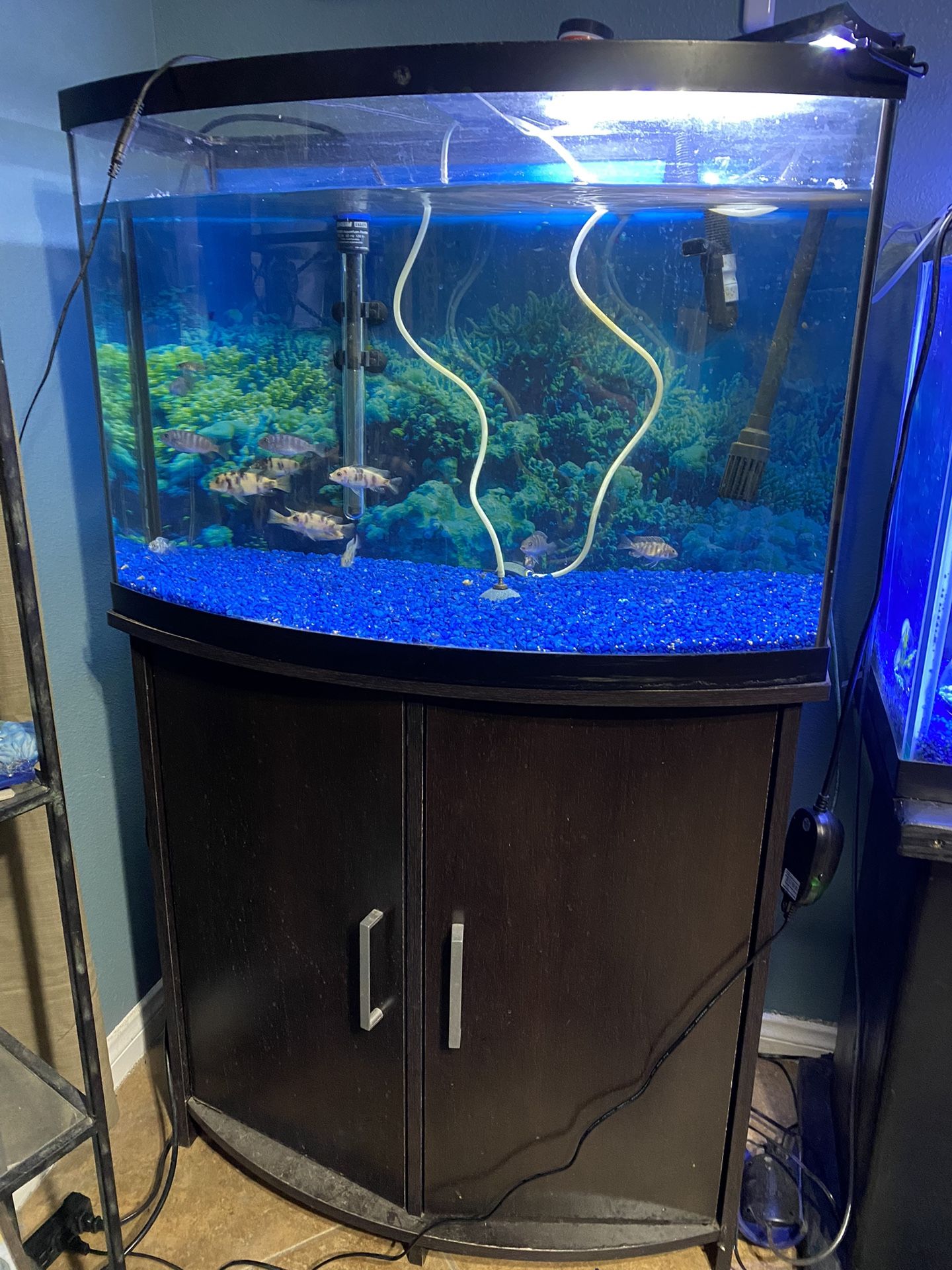 Bow-front Fish Tank And Stand 