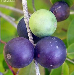 SUPER RARE Jaboticaba BLUE Fruit Tree Jabuticaba Brazilian Grape like Berries