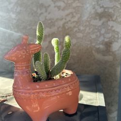 Bunny Cactus With Pot