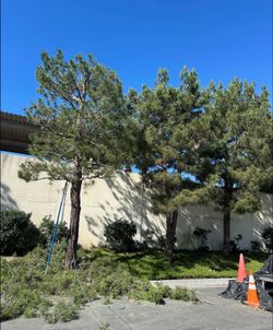 Palm & tree guys