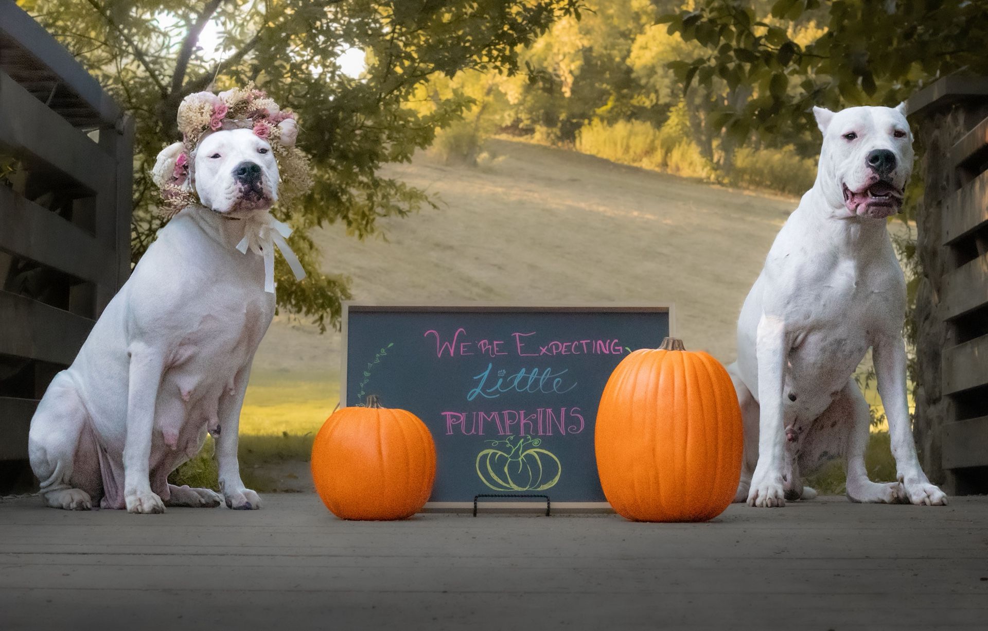Dogo Argentino Puppies! Champion Lineage! Erie! 