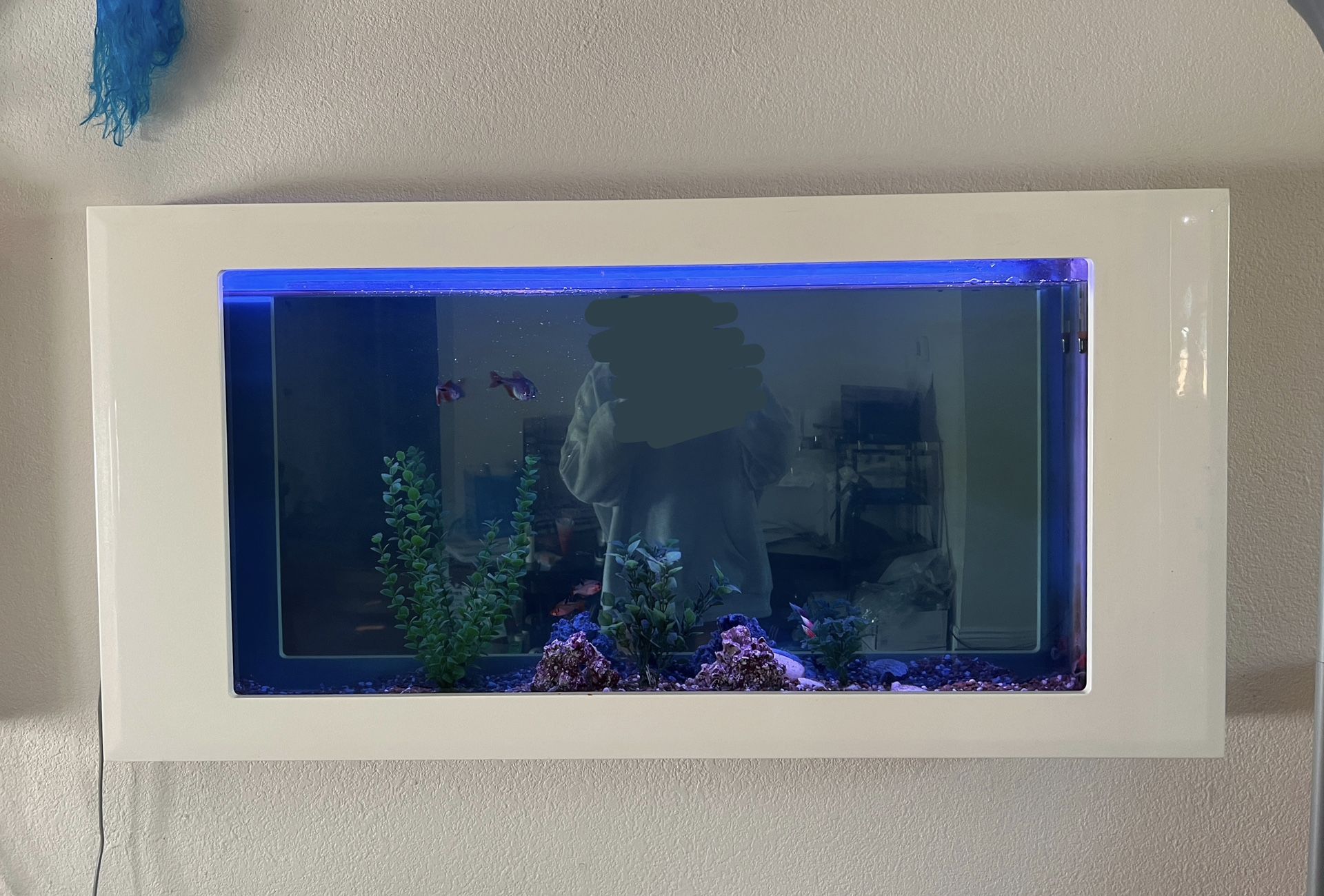 Freshwater Wall Fish Tank w/ Fish