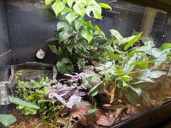 Complete Bioactive Enclosure & Stand