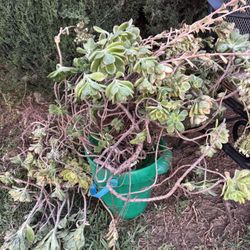 Free Succulents 