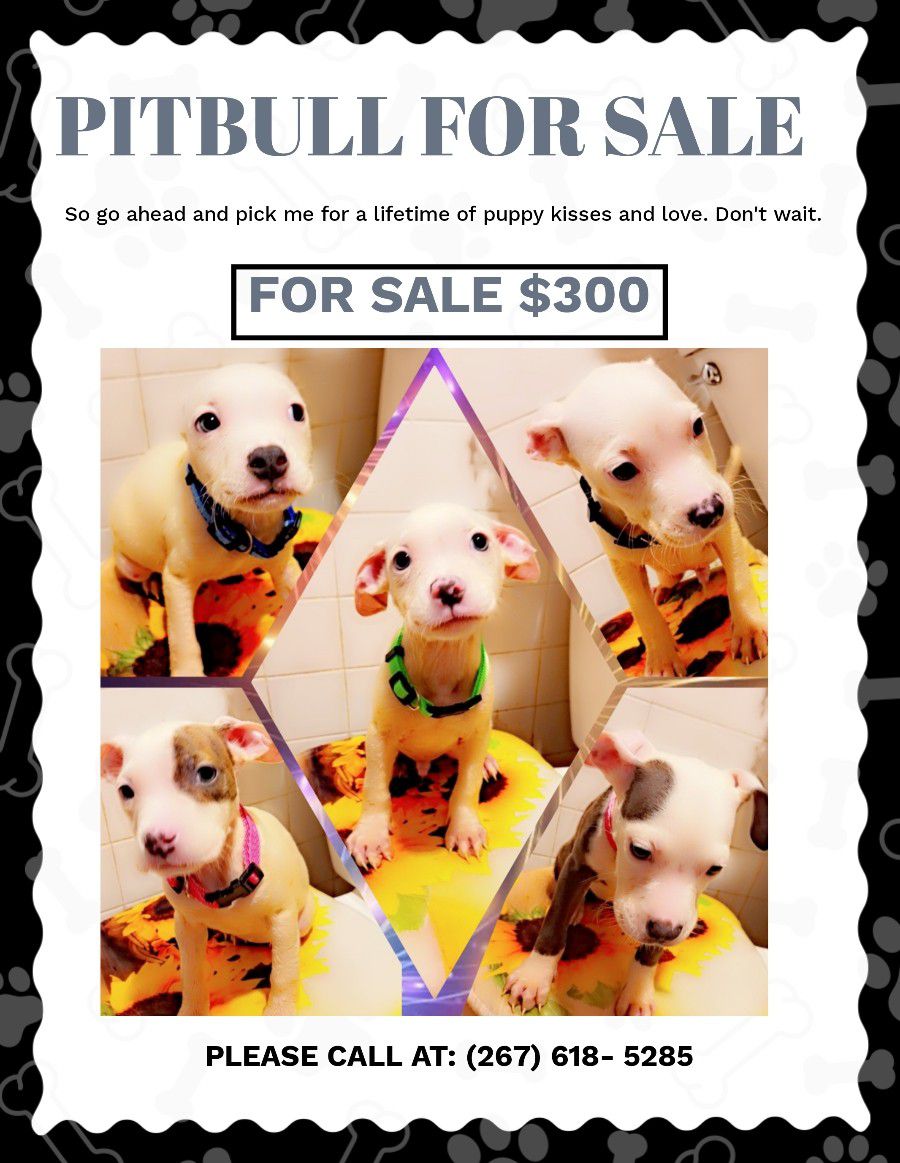 Puppies Pitbull 