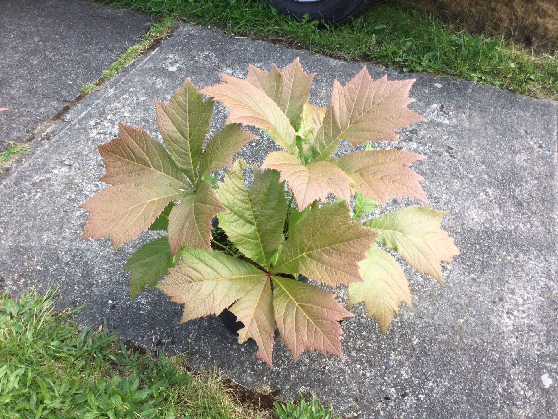 Rodgersia