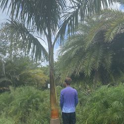 Royal Palms ( Delivery Included )