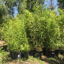 🎋BAMBOO PLANTS, APPROXIMATELY 4-6 FEET TALL TREES 🎋