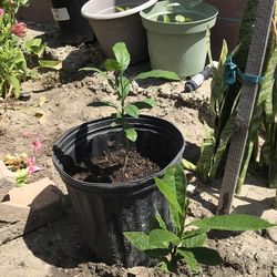 Lucuma plants/trees $15