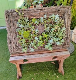 Succulent Wall With Wooden Bench