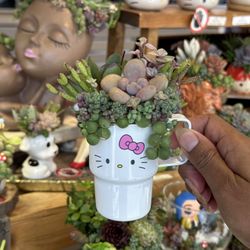 Hello Kitty Stanley Succulent Arrangement 