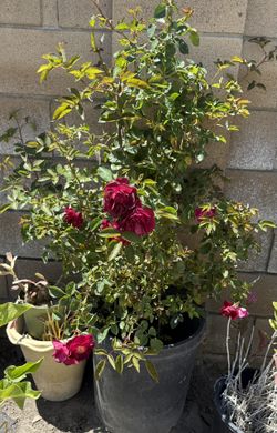 15 Gal Red Roses Plant
