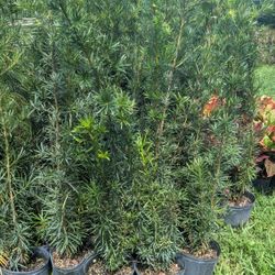 Podocarpus About 7 Feet Tall Privacy Isolate Your Home From Noisy Neighbors  Ask For Prices