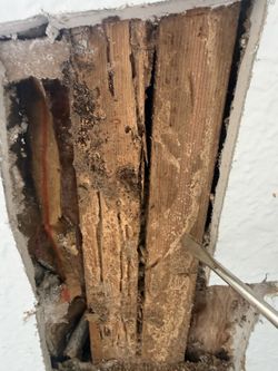 Termites