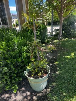 Real plant tree