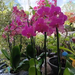 Beautiful Orchid Plants With Blooming Flowers 🌺 Only $20