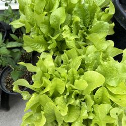 Lot of Healthy Salads Plants