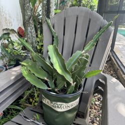 XL Rooted Dragonfruit (unknown Type)