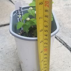 3" Aztec Sweet Herb Plant,  Live 