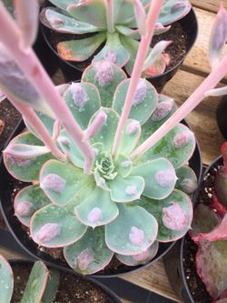 Succulents- rain drops 4”