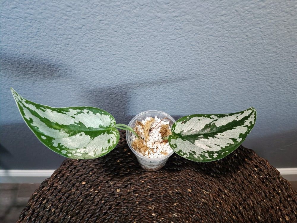 Scindapsus Silver Princess