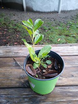 Cherry Laural 10in Tall Start