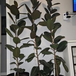 Burgundy Rubber Plant, Live Indoor or Outdoor Ficus Elastica Tree 
Pick up only🪴🪴Price for each