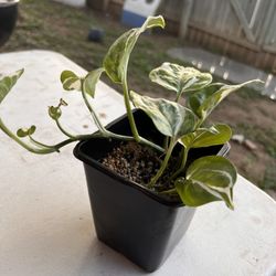 N’joy Pothos