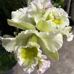 Cattleya Orchid, Big Fragrant Flowers In Big Pot 