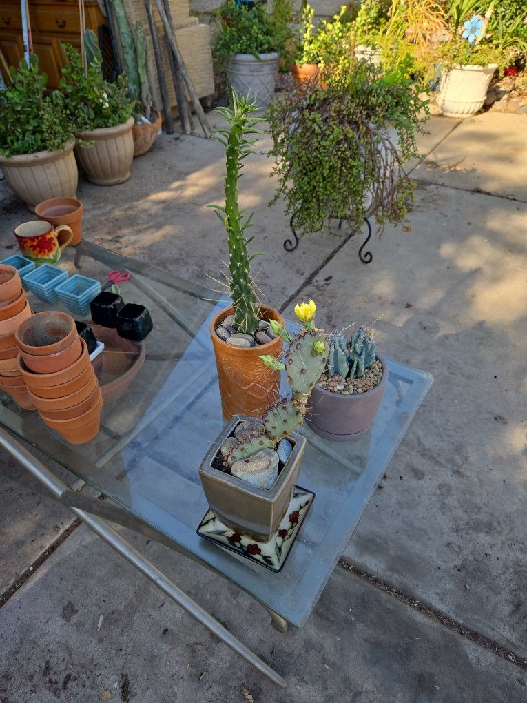 Rooted Cactus In Ceramic pots 