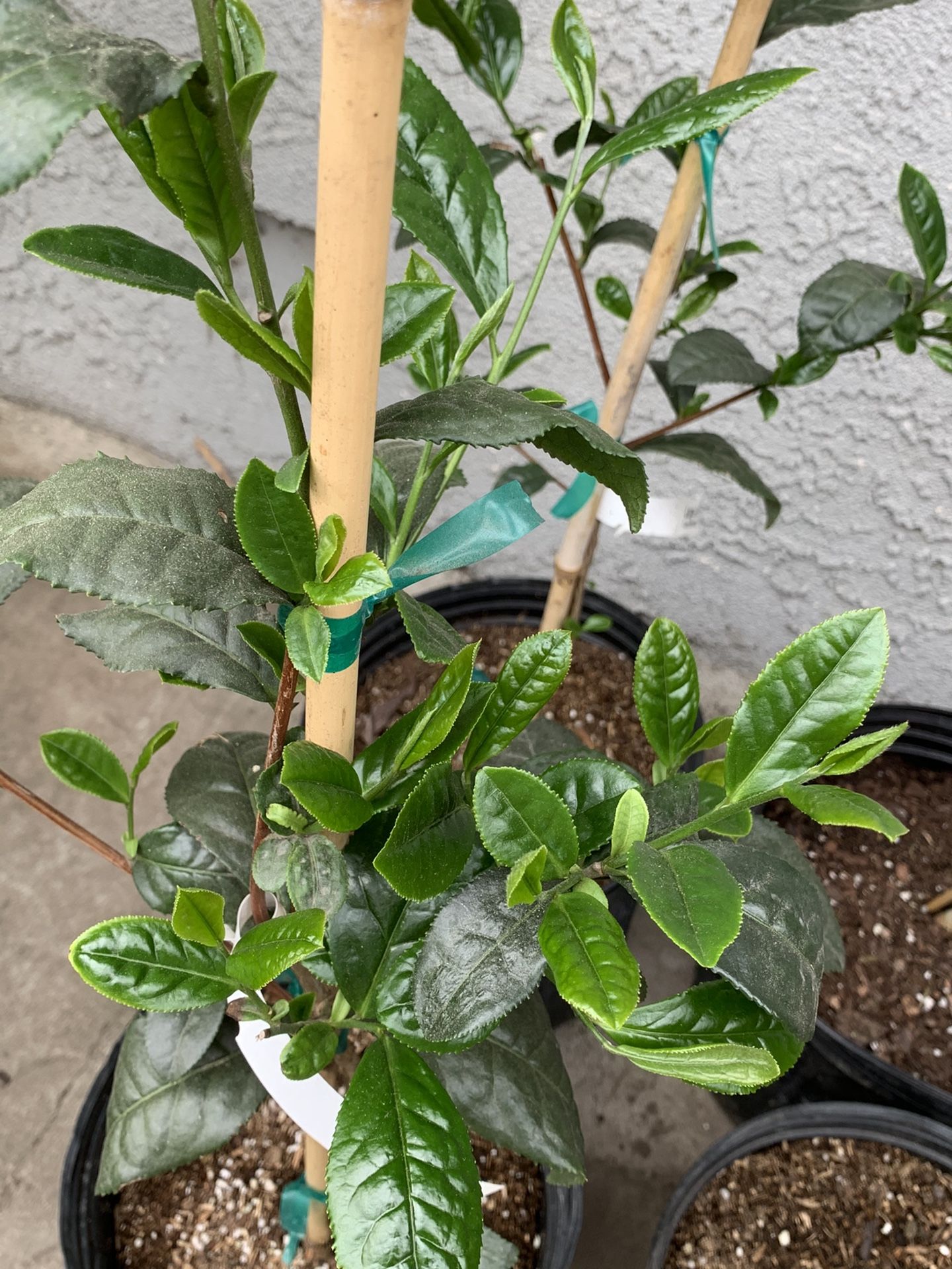 Green Tea Trees, beautiful and healthy trees
