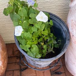 Gorges Plant morning blessing