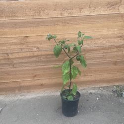 Planta De Chile Manzano